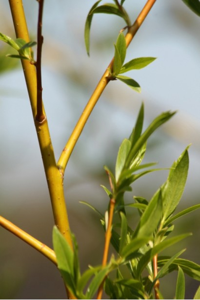 Ива золотисто волосистая Хрисокома молодые ветви